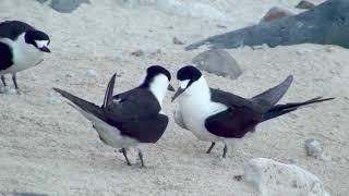 Sooty Tern