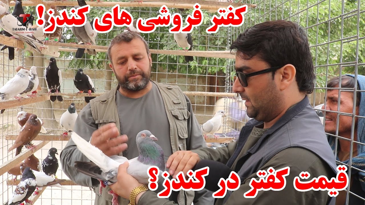 گزارش از کفتر فروشی های کندز و نرخ ونوای کفتر های مختلف | مقایسه قیمت کفتر در کندز با ولایات دیگر