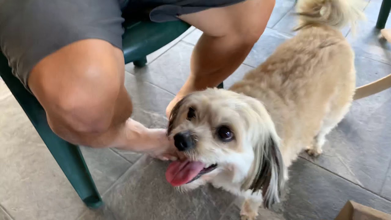 Cutest dog in Hawaii YouTube