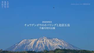 20250501 チョウゲンボウのホバリングと北信五岳 千曲川河川公園