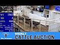 OLA LIVESTOCK AUCTION | Arkansas River Valley Cattle Market | 4.28.26