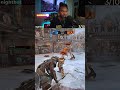 Valkyrie Is So Satisfying 🥶🥶 #forhonor #gaming