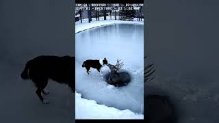CCTV: Dog Saves Deer from Freezing Water! #shorts #dog #rescue #hero #cctv #winter