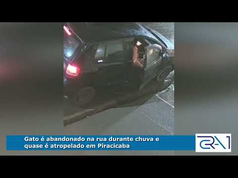 Gato é abandonado na rua durante chuva e quase é atropelado