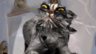 Common Misconceptions About Animals Explained!