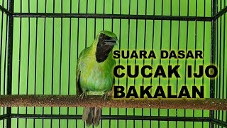 Pancingan untuk CUCAK IJO Muda hutan dengan SUARA DASAR CUCAK IJO belajar bunyi