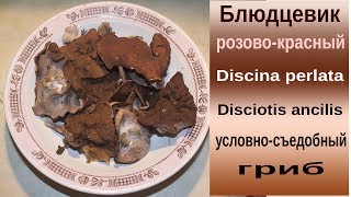 Свиные ушки - съедобный весенний гриб Свиные ушки - съедобный весенний гриб