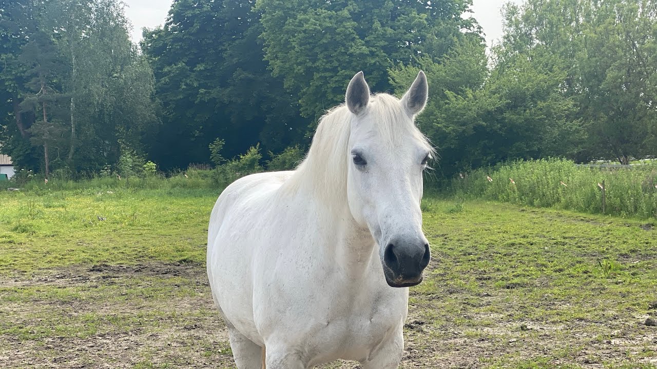 En dag i stalden vi red ude i skoven