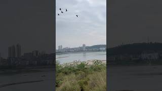 Springtime brings the revival of all things along the Yangtze River in Luzhou, Sichuan