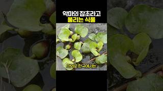 악마의 잡초라고 불리는 식물