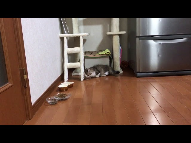 子猫 秀吉に密着