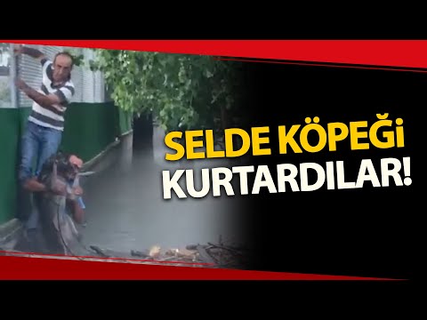 Selde Mahsur Kalan Köpeği Ekipler Kurtardı!