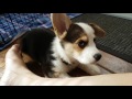 CORGI PUPPIES' FIRST DAY AT HOME | Hiro the Corgi