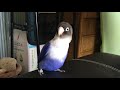 Lovebird cute and funny video compilation🦜