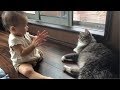 赤ちゃんに撫で方について教育する猫 ノルウェージャンフォレストキャットA cat that educates babies.Norwegian Forest Cat.