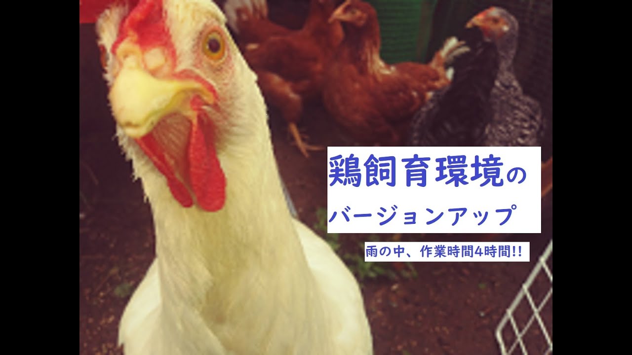 鶏飼育環境のバージョンアップ Youtube