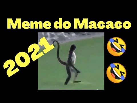 O lado nada engraçado dos memes de macacos com roupinha