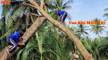 Vì sao Vua Khỉ Miền Tây có thể cưa hạ nguyên thân cây Me Keo, ở gần dây điện ? (2/2) Cutting tree