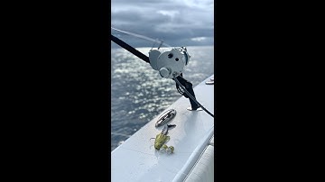 Deploying a Swordfish Buoy rod {how to}