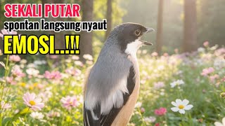 Suara Pancingan Cendet Gacor Toet Toet Hanya Sekali Putar Spontan Bikin Cendet Lain Nyaut Emosi