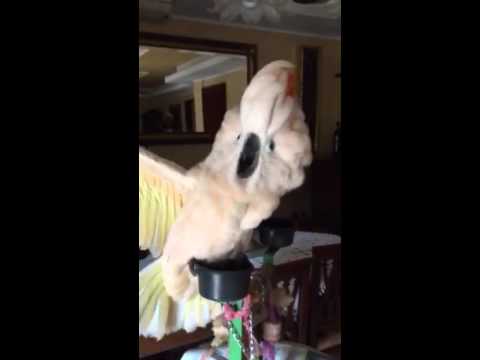 Video: Plum Headed Parakeet