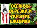 🔴Осенняя обрезка и укрытие ежевики🔴