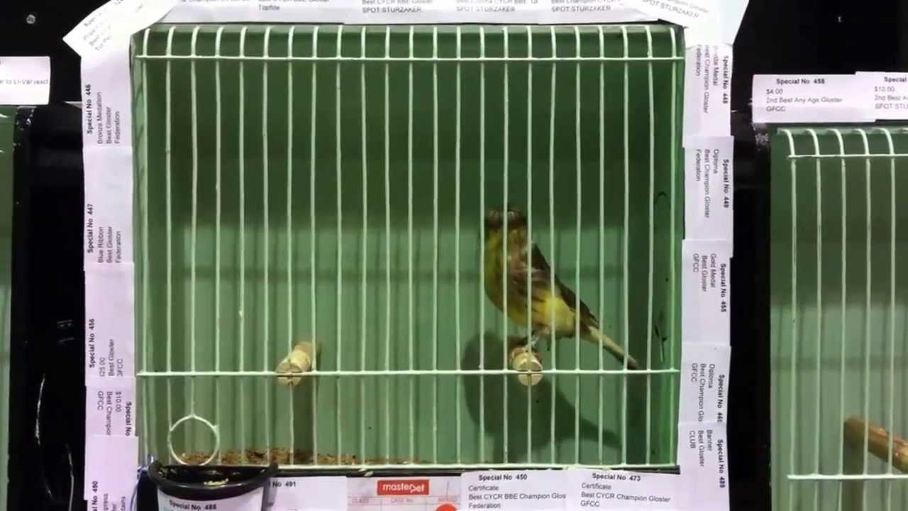 Best Gloster Open and CYCR