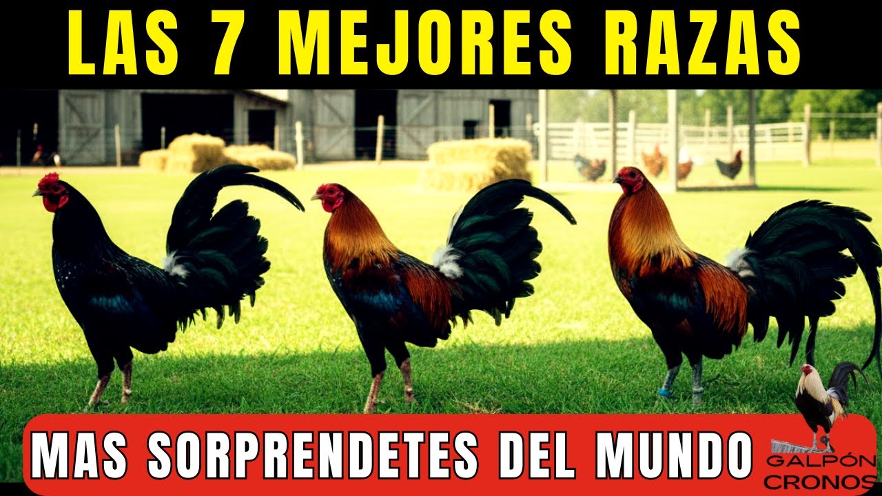 Sweater, Kelso, Asil: Las Razas de Gallos Más Valoradas