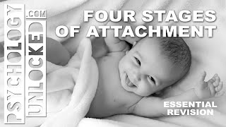 Four Stages of Attachment (John Bowlby) - Attachment - Psychology Revision Tool