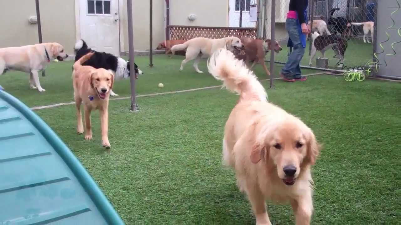 Bed & Biscuits 08/09/12 (Santa Cruz, CA) YouTube