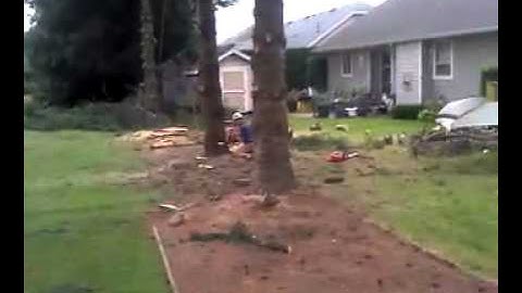 Tree Service Bellingham WA