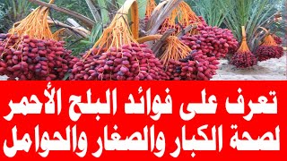 تعرف على فوائد البلح الأحمر لصحة الكبار والصغار والحوامل