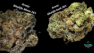 DOUBLE-REVIEW - Sorten Bericht 🔥 Avaay #Khalifa-Kush vs #Khalifa-Mints #Kanada #unbestrahlt