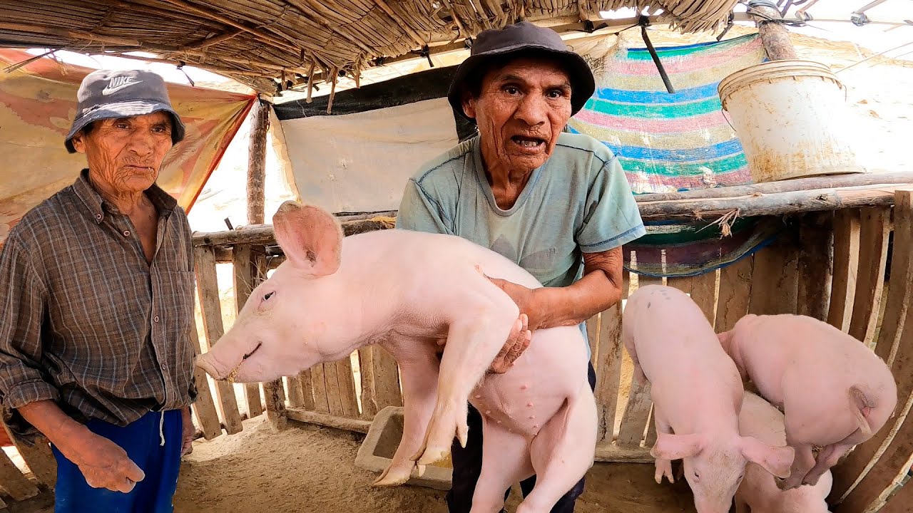 Increíble!! ESTE HOMBRE de 73 AÑOS vive SOLO con sus 3 CERDOS(Panchas). Tío Sabino