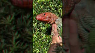 Most Jaw Dropping &amp; Bizarre Creatures You've Never Seen Before! 🦎🐍🐟 Wild Nature Up Close!