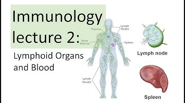 Immunology Lecture 2 | Primary and Secondary Lymphoid Organs and Blood (Hematopoiesis)