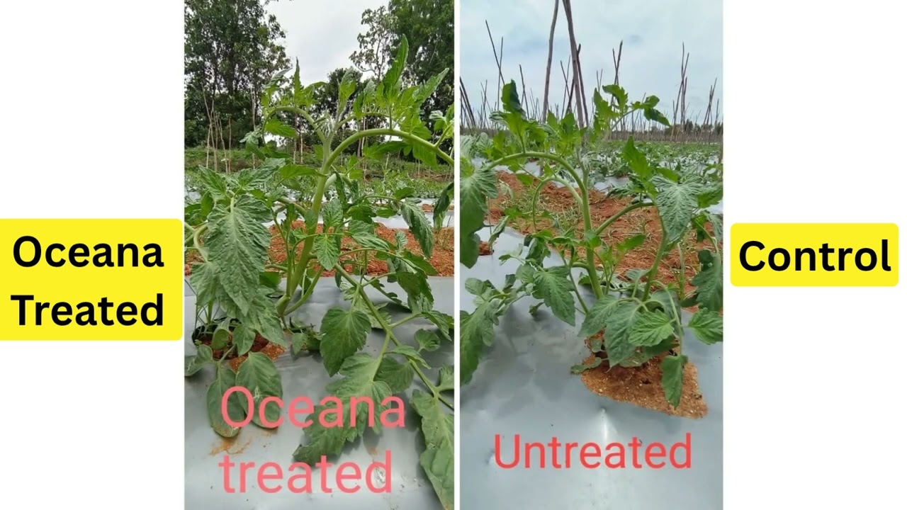 Tomato trial with Oceana by Terra Crop Science: more branches 🌿, rich flowering 🌸, better fruit set🍅