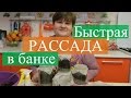 Рассада в банке. Новый способ, быстрые всходы.(19.03.16)