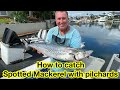 How to catch Spotted Mackerel with Pilchards.