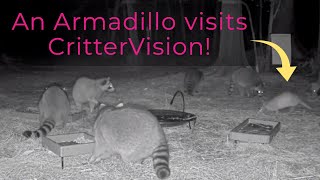 An armadillo visits CritterVision!