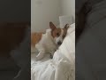 너 사람이지? #웰시코기 #강아지 #puppy #corgi #corgilife #강아지일상 #코기 #강아지브이로그 #반려견 #cutedog #cute #강아지쇼츠 #강아지영상