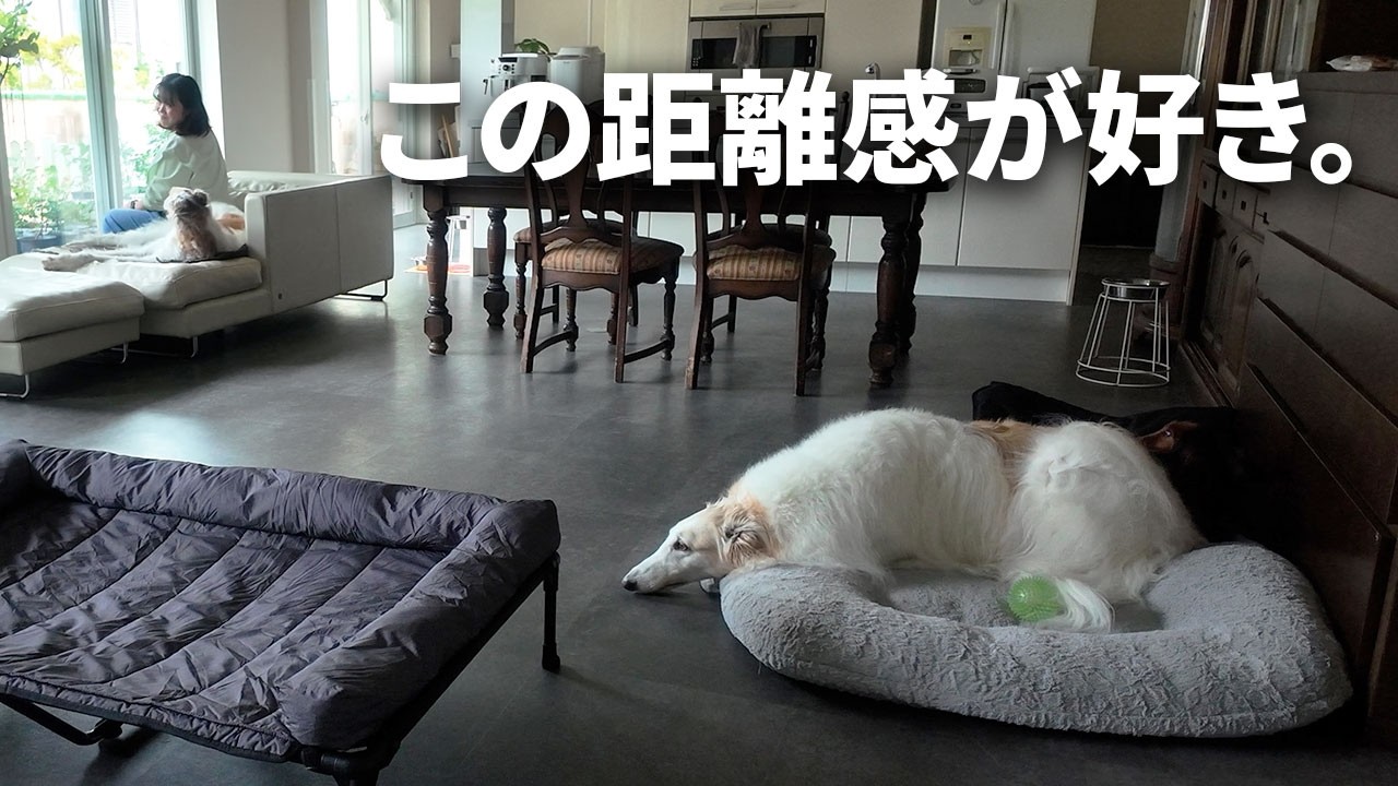 Living with Borzois｜Quiet, Gentle, and Full of Love - YouTube