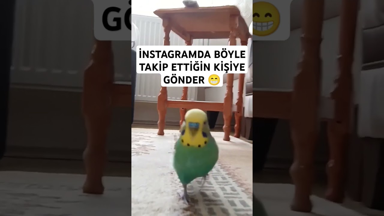 😁😁😁 #birds #parrot #budgies #funny #parakeet #birdslover #muhabbetkuşu #birdsounds #cute #muhabb