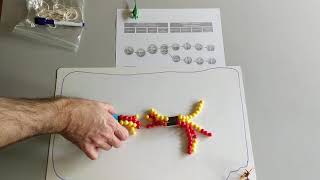 Modeling Meiosis with Pop Beads