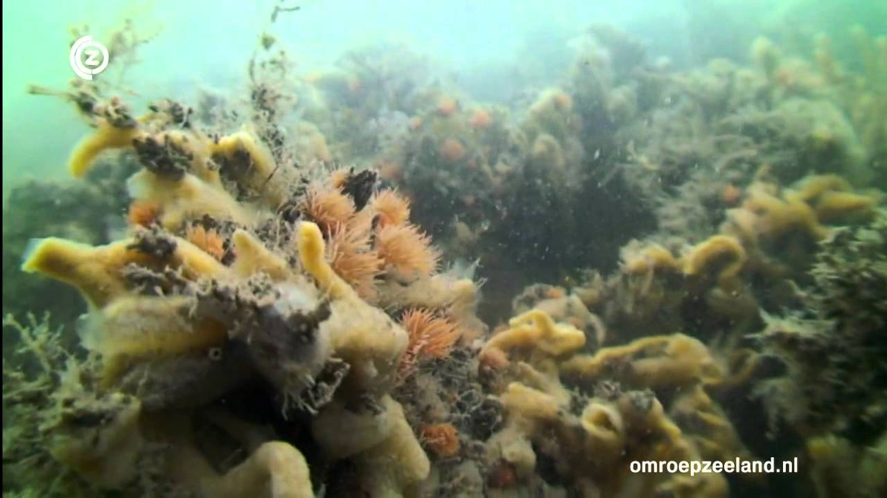 Zeeuws water 14 juni 2012: temperatuurstijging