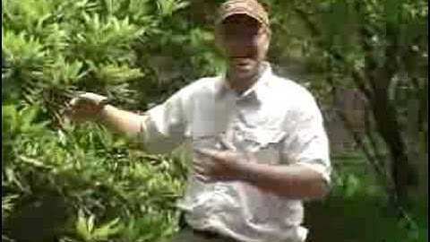 Pruning Rhododendrons for Purpose (Part 2 of 3)