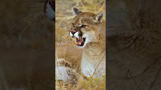These Big Cats, Also Known As Mountain Lions, Are Skilled Predators With Incredible Strength.
