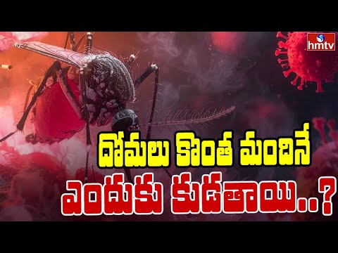 దోమలు కొంత మందినే ఎందుకు కుడతాయి..? Mosquito Facts | To The Point | hmtv - HMTVNEWS