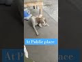 Pregnant Female Dog Yeh Khana Ni Khati To Kya De Skte Hai Isko Please Friends Comments Me Bataye 
