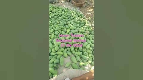 Export Quality Sindhri 🥭 Mango